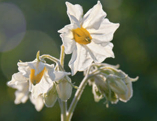 potato flower