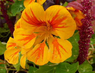 Summer bedding plant Nasturtium