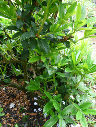 pruned rhododendrans