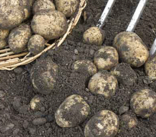 Harvest Potatoes