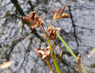 seedheads