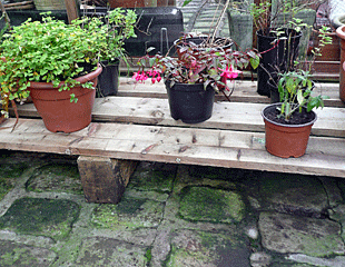 Overwintering plants on a trestle
