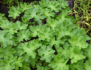 geranium re growth