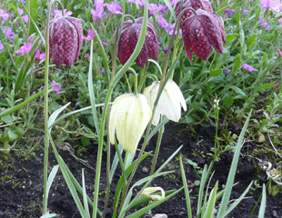 Fritillaria meleagris ' snakes head fritillary'