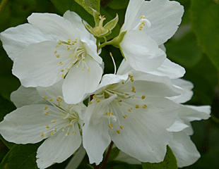 Philadelphus