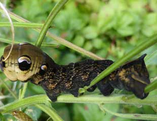 Elephant Hawk Moth Caterpillar