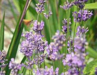 Lavender and butterfly