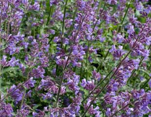 Cat mint latin name Nepeta