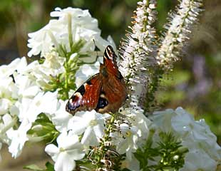 白花苜蓿和蝴蝶