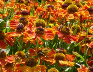 helenium-septemberfuchs.