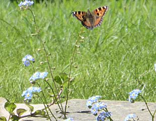 Forget me nots with butterfly