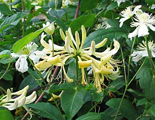 Lonicera the common honeysuckle 