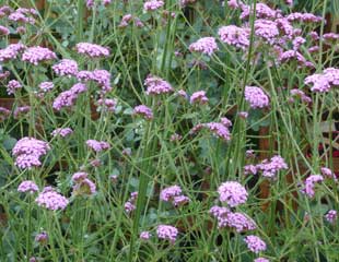 Verbena borariensis
