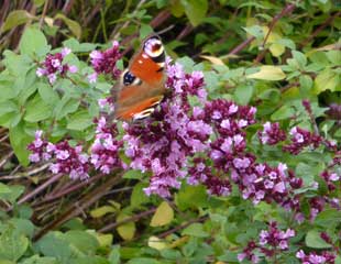 Butterfly on Oregano