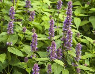 Agastache common name Hyssop