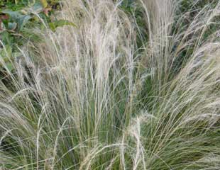 Ornamental grass stipa  tenuissima with fluffy soft plumes