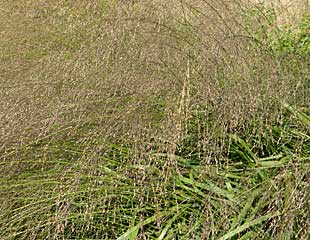 观赏草，俗称紫摩尔草