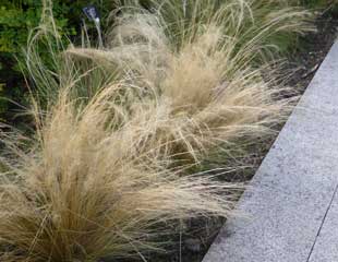 deschampsia cespitosa