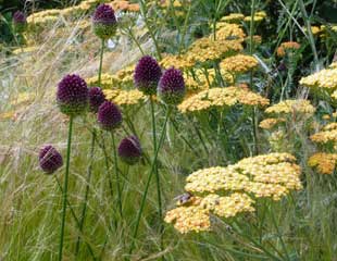 Stipa tenuissima, Allium and Achillea