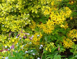 Aquilegia 'Swan-Lavender' with Euonymus fortunei Emerald Goldand Rhododendron luteum