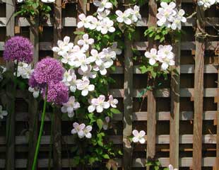 Purple Allium combined with soft creamy white of the early flowering Clematis montana