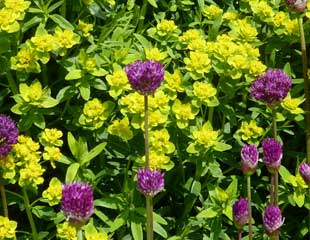 Allium hollandicum â€￣紫色sensationâ€™with大戟