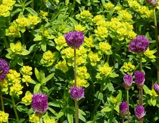 Allium hollandicum purple sensation with euphorbia palustris