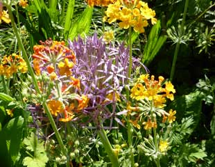 Spring plant combination allium christophii  and primula harlow carr 