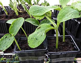 healthy cucumber and courgette seedlings