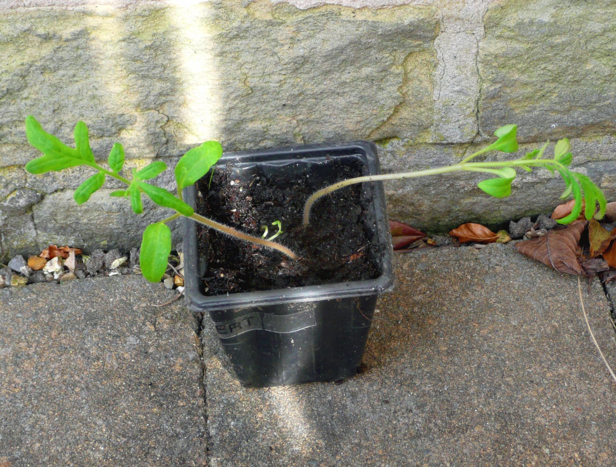 weedy tomato seedlings