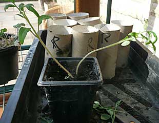 leggy tomato seedling