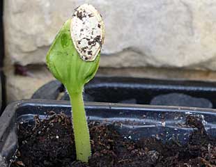 cucumber seed emerging