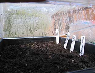 A propagator creates a warm moist atmoshphee 