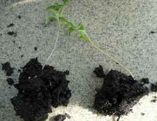 seperate leggy seedlings
