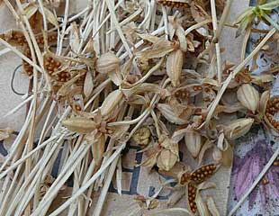 Viola Seeds dried in Autumn 