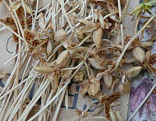 Viola seeds