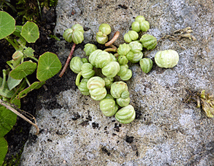 nasturtium seeds