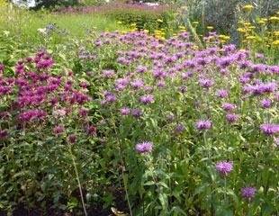 Monarda in mixed border