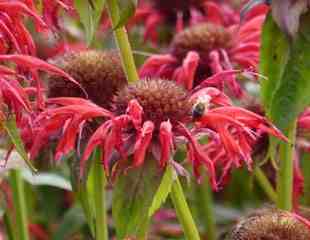 monarda