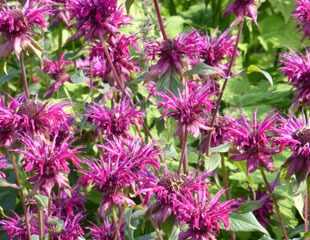 Monarda 'purple anne'