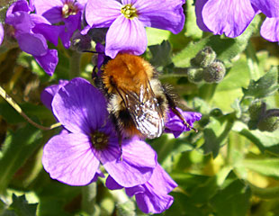 Aubretia with bee