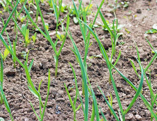 garlic in the soil