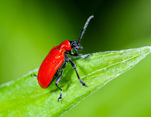 Lily Beetle