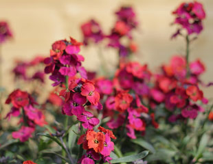 wallflower Erysimum 'Winter-Orchid'
