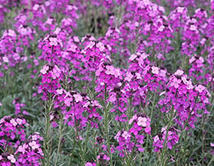 Wallflower-'Bowles'sMauve'