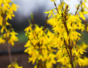 Forsythia flowers in close up