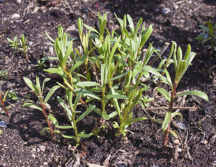 Tarragon growing