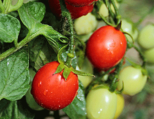 Tomatoes ripening