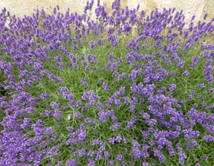 Lavender against a wall