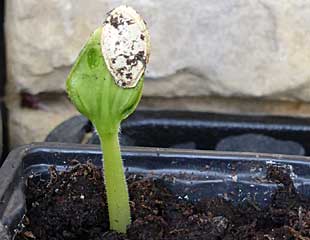 Cucumber seed emerging